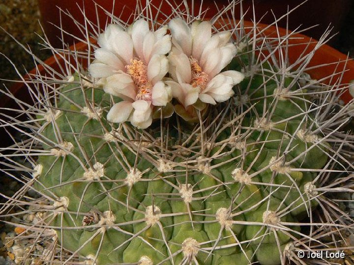 Gymnocalycium hossei weissianum P1300101